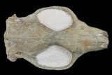 Fossil Squirrel-Like Mammal (Ischyromys) Skull - Nebraska #176357-3